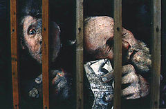 фото "Prisoners of time"