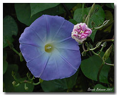 photo "Stages"