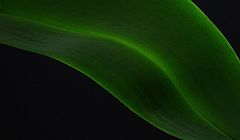 photo "green"