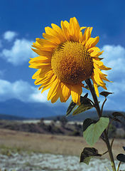 фото "Sunflower"