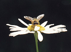 photo "Fly"