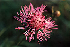 photo "Knapweed"