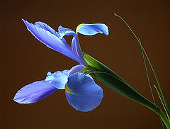 photo "purple iris"