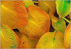фото "Leaves 1b"