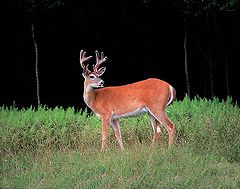 photo "The `Buck` Stops Here"