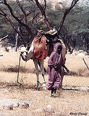 фото "Woman and a Camel"