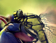 photo "Dragonfly"