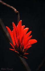 фото "Wild"