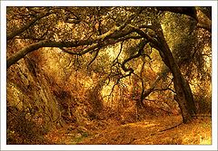 photo "Whiting Ranch Wilderness"