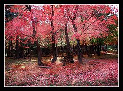 photo "Seeking Red"