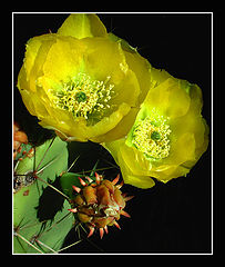 photo "Cactus Blossoms 2"