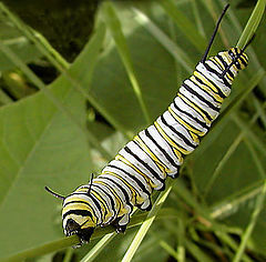 photo "This One`s For Peter Schwarz.."
