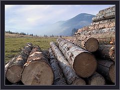 photo "Logs"