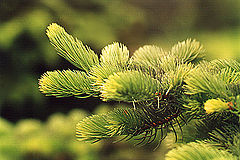photo "Untitled photo"
