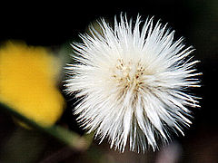 photo "Fluffy"