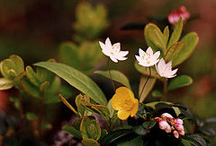photo "Untitled photo"