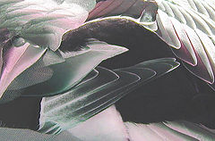 photo "A Feather Fantasy"