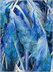 фото "Leaves 2a (10 days later)"