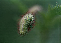 photo "From depth"