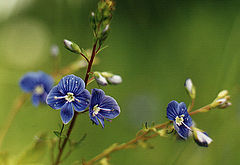 photo "Dark blue of wood"