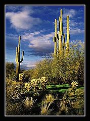 photo "Arizona Saguaro Cactus at Sunset"