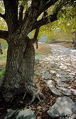 фото "Path to Dreams"