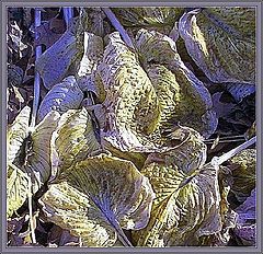 фото "Leaves 2c (10 days later)"