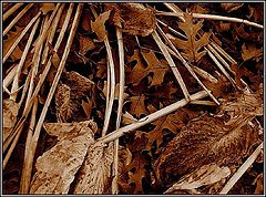 фото "Leaves 3 (5 more days later)"