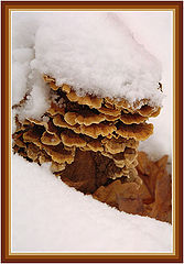 фото "Colors of autumn - White Coat"