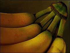 photo "green stems"