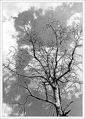 фото "Just a tree"