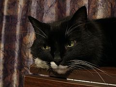 photo "Meditative"