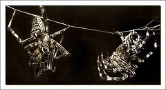 фото "Dancing on a line"