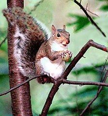 фото "Wild Life At The Zoo."