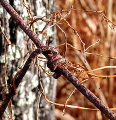 photo "Barbed...repost"