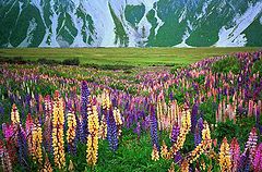фото "WILD LUPENS"