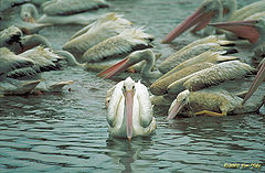 photo "White Pelicans"