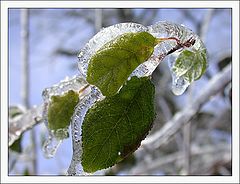фото "FROZEN"