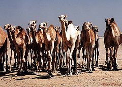 фото "Camels"