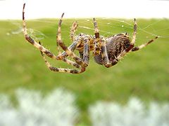 photo "Tiger spider"