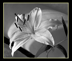 photo "Confiden me"