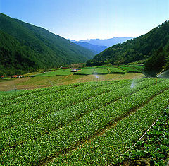 фото "Spirited Green World"