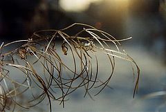 photo "On a frost"