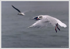 photo "Flapping."