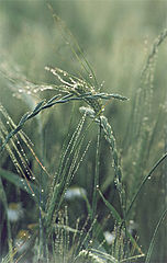 photo "Once in a summer morning"