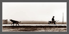 photo "child with dog"