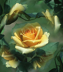фото "Morning Light"