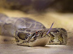 фото "HISSSSS"