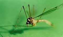 photo "Mosquito"