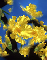 фото "Glow of Irises"